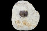 New Odontopleurid (Ceratocephala?) Trilobite - Very Rare! #114580-2
